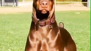 Funniest Dogs Compilation - Best Of The 2021 Funny Dog Videos - TRY NOT TO LAUGH