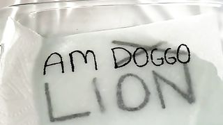 Am NOT doggo
