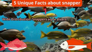 5 Unique Facts about snapper