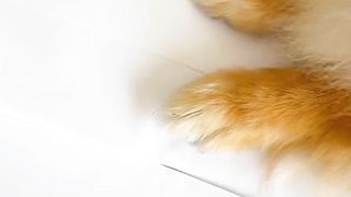 children-dogs-puppies-friends 2