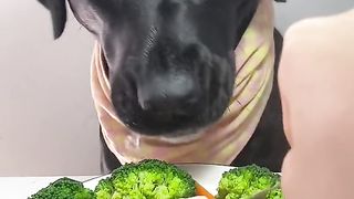 Funny Dog Viral Video 49
