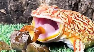 Funny video
