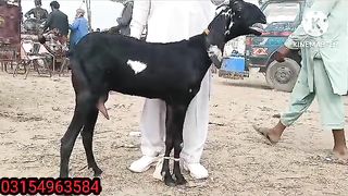 Biggest goats for sale