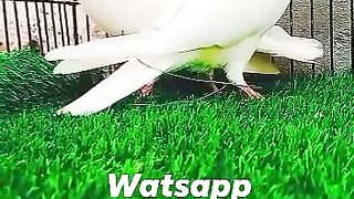 Pigeon for sale 2