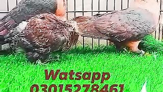 Fancy pigeon for sale