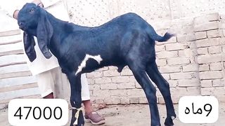 Big goat male for sale