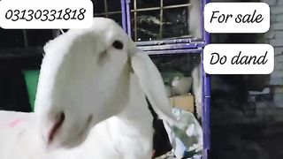 Bigg goat for sale in Pakistan