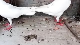 Pigeon for sale in Pakistan 2