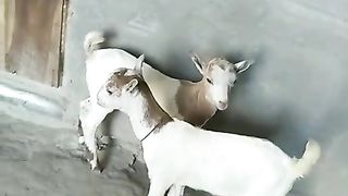 Male goats for sale