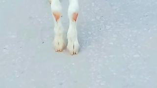 Female goats for sale in Pakistan