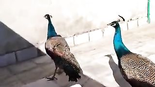 Peacock for sale in Pakistan