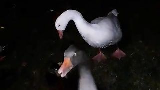 White n brown duck tales unbeleivable