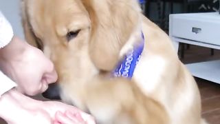 Am Smart Doggo!