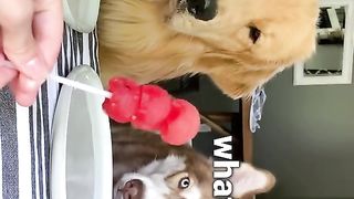 Food Review with Husky!