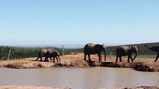 Keistimewaan gajah