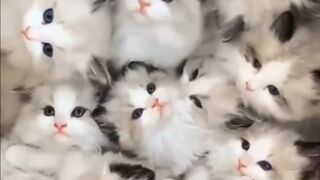 Funny cat video ???????? 2