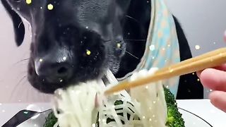 Funny Dog Viral Video 50