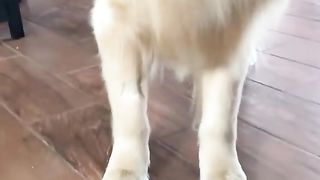 Dog Pranks Owner
