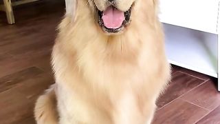 Doggo Throws a Party