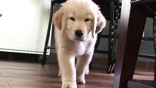 Smol sneak...gemtle attack!