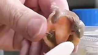 Look brother, this small animal also smiles