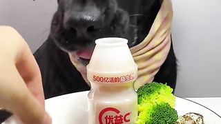 Funny Dog Viral Video 51