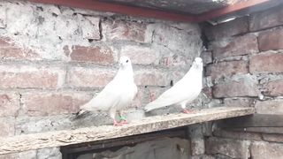 Wahshi breeder pair pigeon beautiful withe body