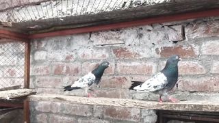 Royal tadeey pigeon beautiful breeder pair best flying