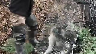 CAT ATTACK