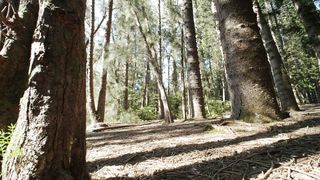 "Eco Harmonies: Melodies of Nature's Symbiotic Beauty"