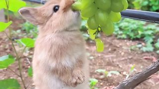 Coelho na uva Coelho no tomate Coelho no morango