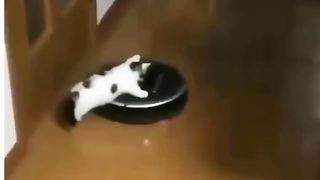 Gatos e mais gatos se divertindo
