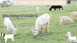 5 Unique Facts about goat