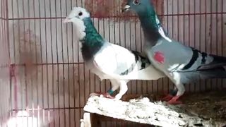 Dabaz male bluefemale beautiful breeder pair