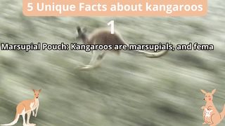 5 Unique Facts about kangaroo