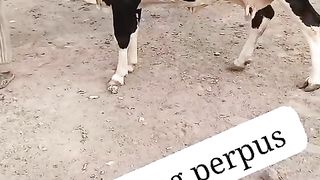 Beautiful cow for sale