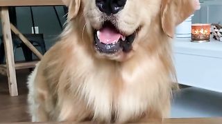 Doggo Reviews Toys