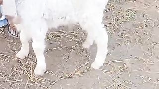 Beautiful sheep for sale