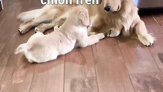 Doggo Meets Pupper