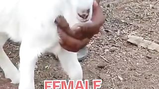 Tadi goat male for sale