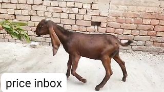 Bigg goat for sale in Pakistan 2