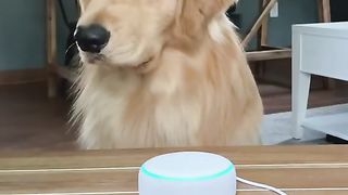 Hekkin Alexa doesn’t gib chimken