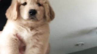 Golden Retriever Puppy Compilation