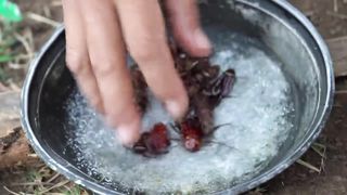 Kecoa goreng Krispy viral