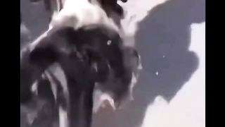 Funny dog compilation that will make you laugh