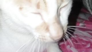 Kucing lucu #kucinglucu