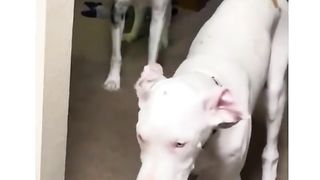 Funny dogs compilation.