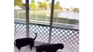 Funny dog compilation 4