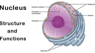 what is Nucleus? it's Structure? it's functions?  #biology #knowledge #information #Nucleus