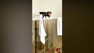 Best Funny Cats ???? - Try Not To Laugh! | Ultimate Funny Cat Compilation